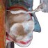détail 6